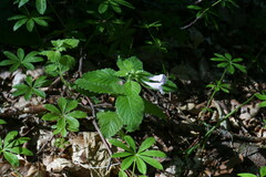 Clinopodium grandiflorum