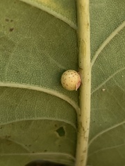 Neuroterus anthracinus