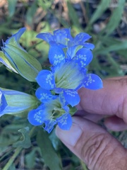 Gentiana affinis