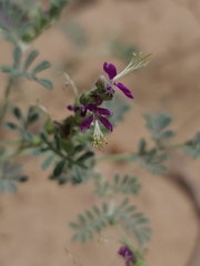 Dalea lanata