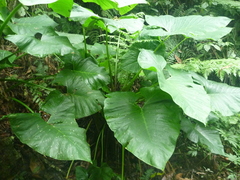 Xanthosoma sagittifolium