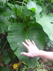 Xanthosoma sagittifolium