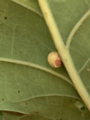 Neuroterus anthracinus