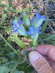 Gentiana affinis