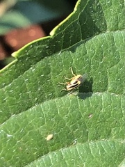Thaumatomyia