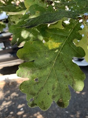 Neuroterus anthracinus