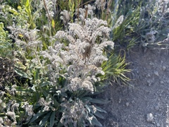 Phacelia heterophylla