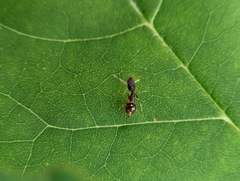 Synemosyna formica
