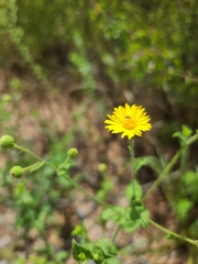 Heterotheca subaxillaris