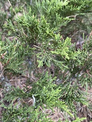 Juniperus sabina