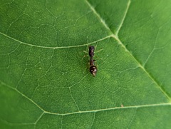Synemosyna formica