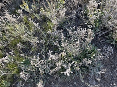 Phacelia heterophylla