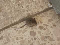 Muroidea