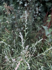 Atriplex patula