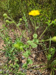 Heterotheca subaxillaris