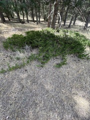 Juniperus sabina