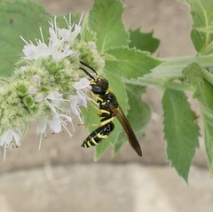 Philanthus lepidus