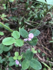 Lespedeza repens