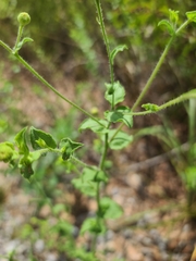 Heterotheca subaxillaris