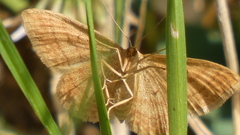 Idaea ochrata