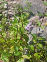 Mentha aquatica