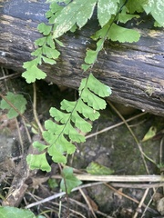 Adiantum aleuticum