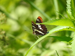 Limenitis lorquini