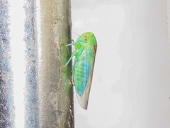 Viridicerus ustulatus
