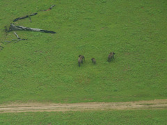Loxodonta cyclotis