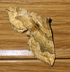 Pelurga comitata