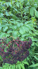 Sambucus canadensis