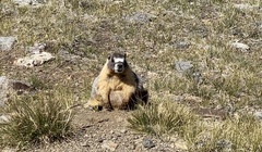 Marmota flaviventris