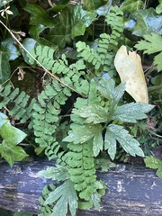 Adiantum aleuticum
