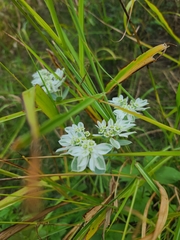 Euphorbia marginata