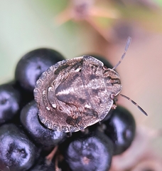 Eurygaster testudinaria