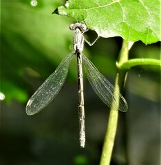 Lestes congener