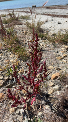 Suaeda maritima