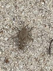 Trimerotropini