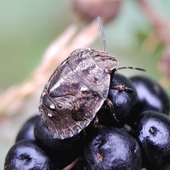 Eurygaster testudinaria