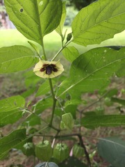 Physalis longifolia subglabrata