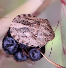 Eurygaster testudinaria