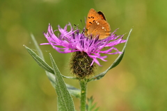 Lycaena virgaureae