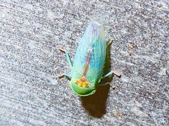 Viridicerus ustulatus