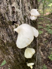 Pleurotus pulmonarius