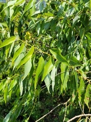 Salix amygdaloides