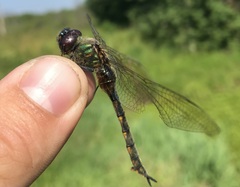 Somatochlora flavomaculata