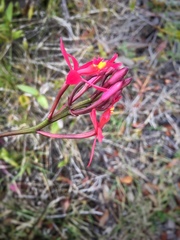 Epidendrum × obrienianum
