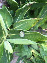 Hyla versicolor
