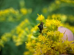 Phymata pennsylvanica