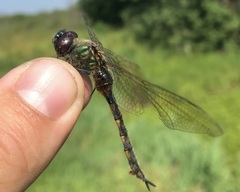 Somatochlora flavomaculata